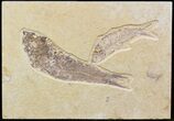 Multiple Knightia Fossil Fish Plate - x #42405-1